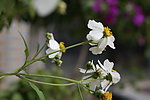 那些花儿 小花