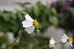 那些花儿 小花