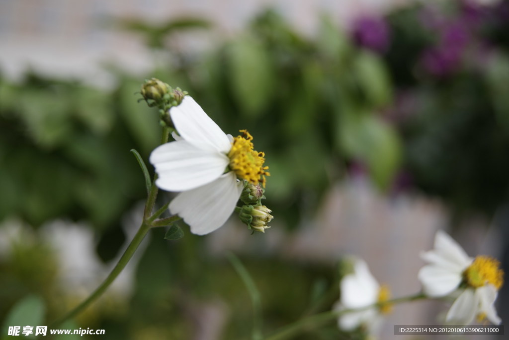 那些花儿 小花