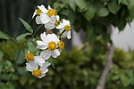 那些花儿 小花
