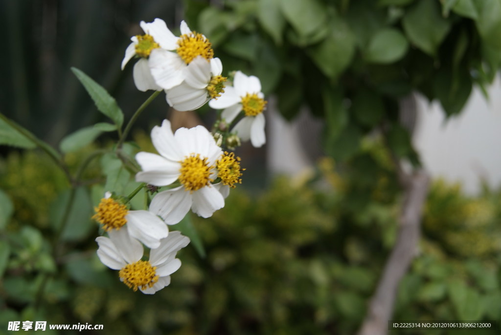 那些花儿 小花