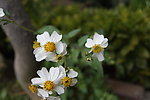 那些花儿 小花