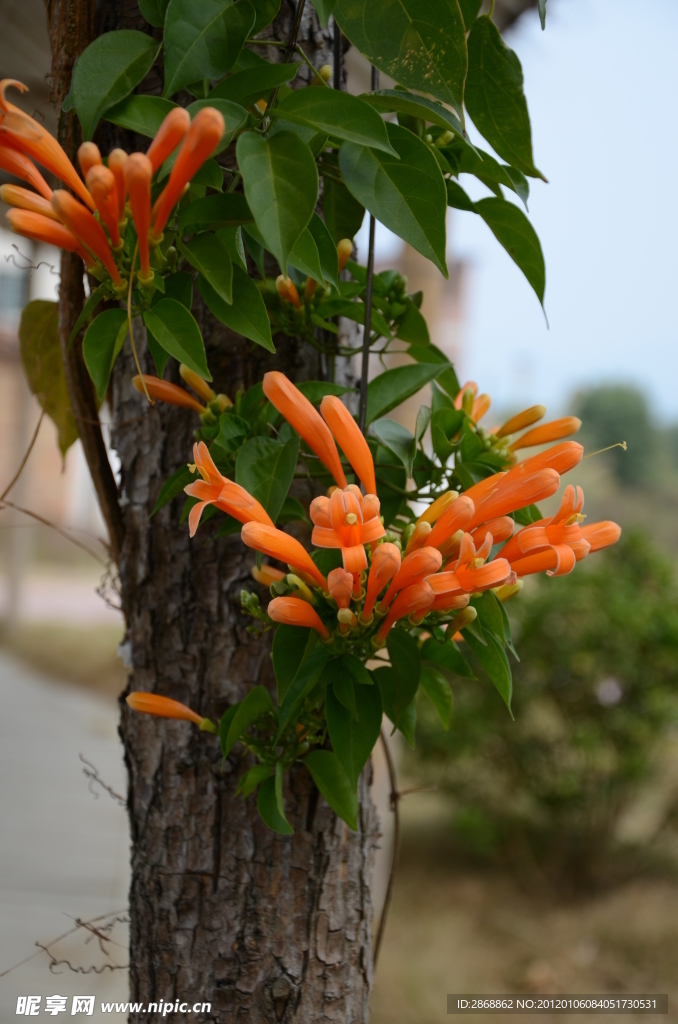 爆竹花