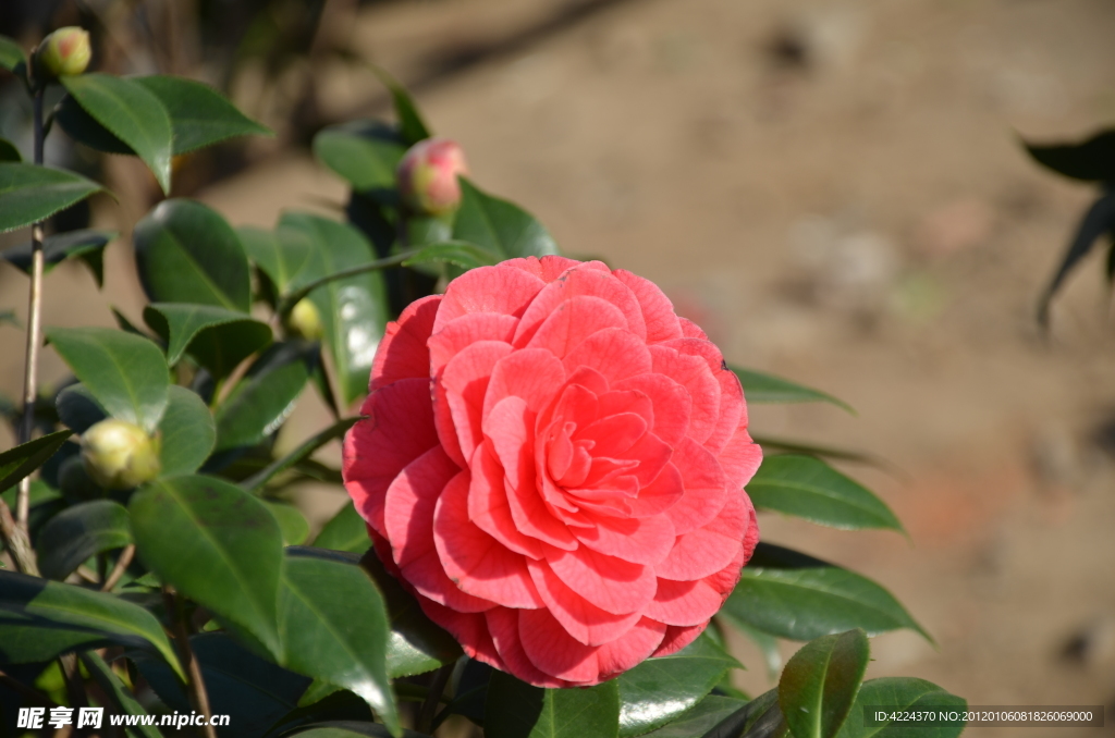 山茶花