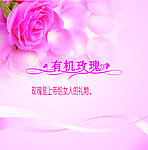 玟瑰