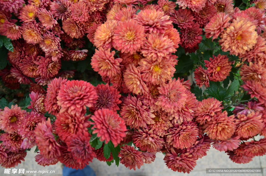 花圃