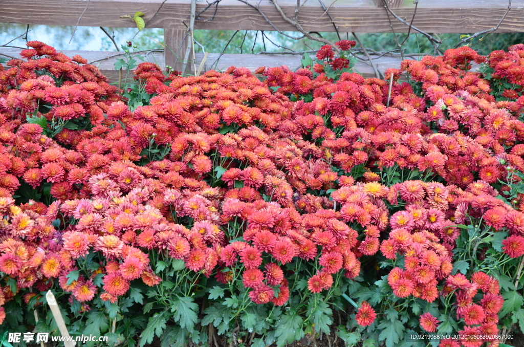 花圃