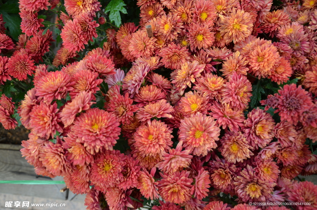 花圃