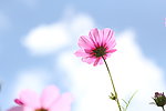 格桑花