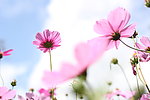 格桑花