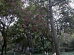 公园 紫荆花树