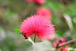 蜜蜂红花采蜜图