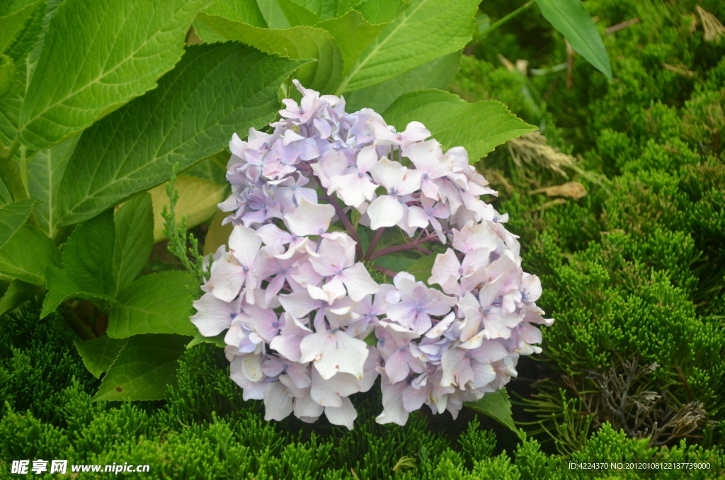 八仙花