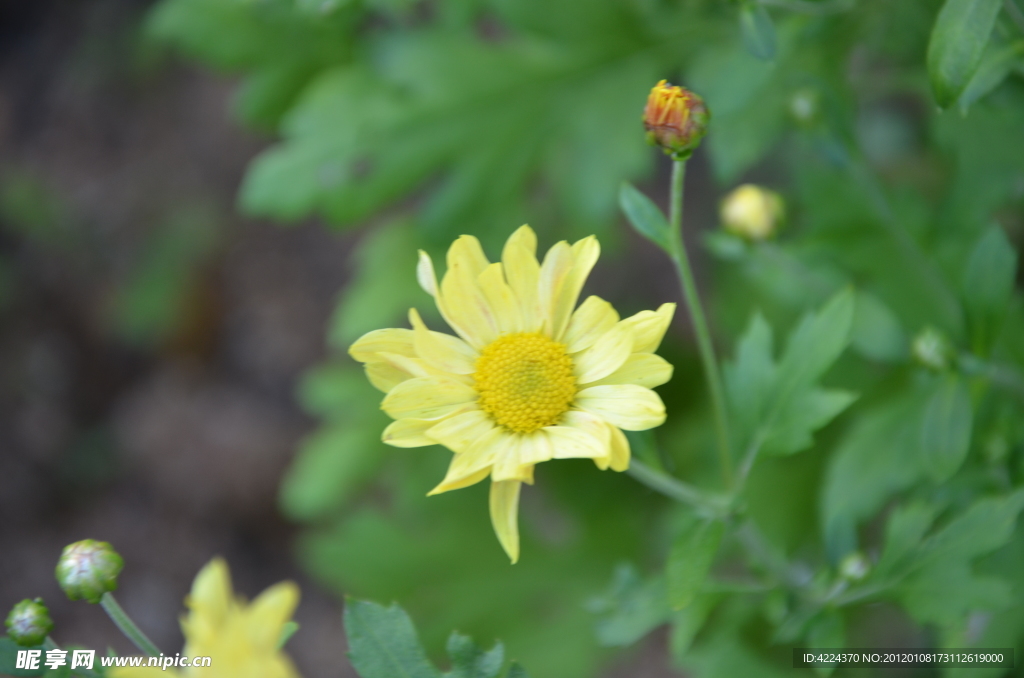 菊花