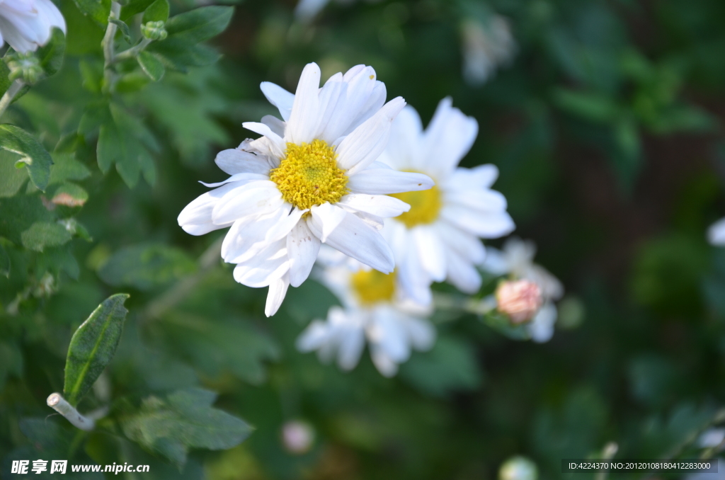菊花