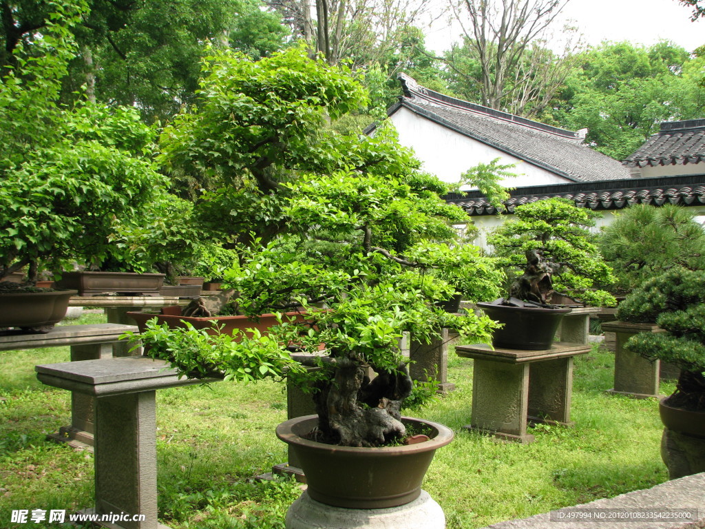 园林盆景