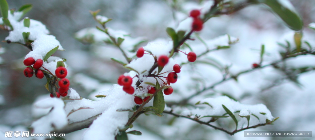 雪中槟榔