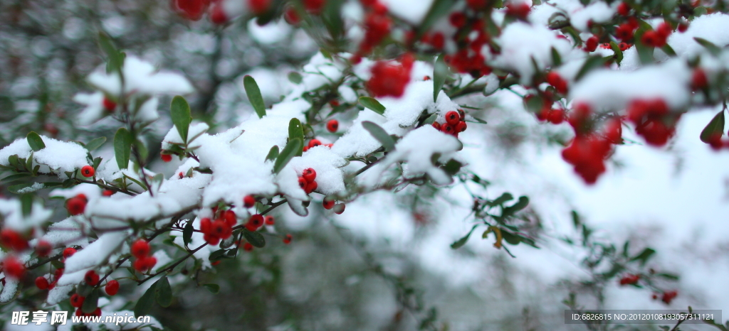 雪中槟榔