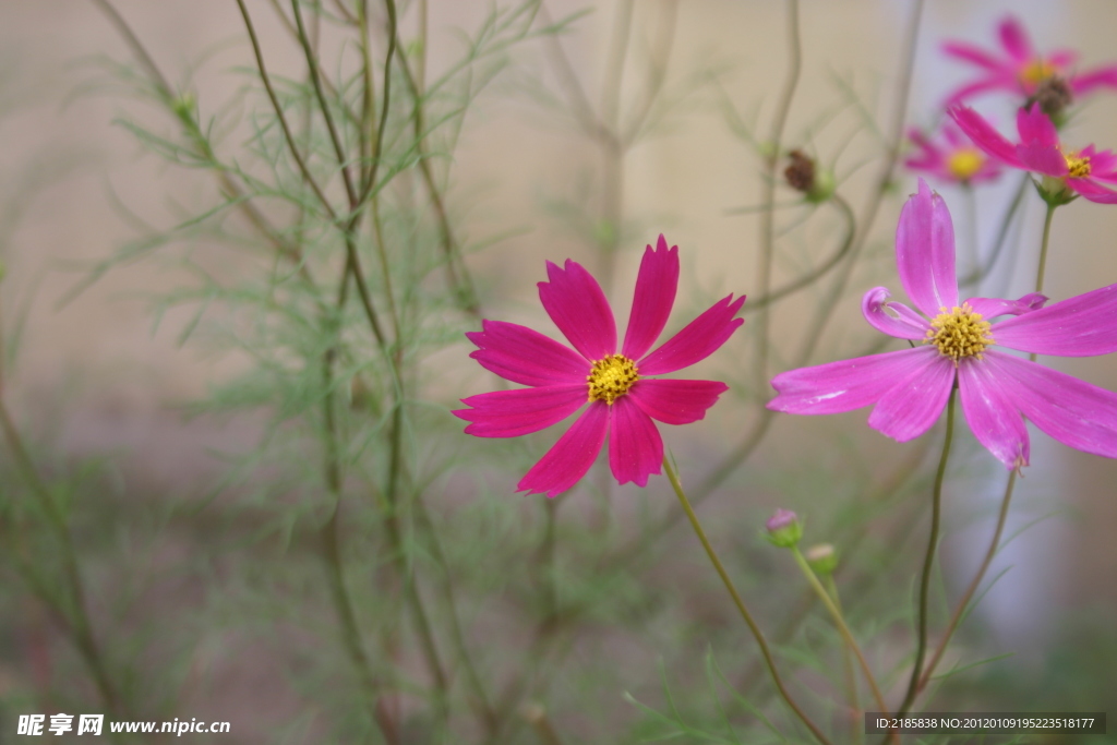 波斯菊
