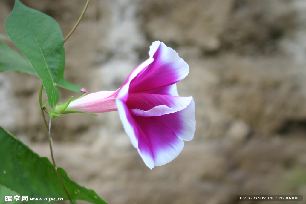 牵牛花