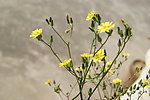 小花 野菊花