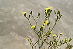 小花 野菊花