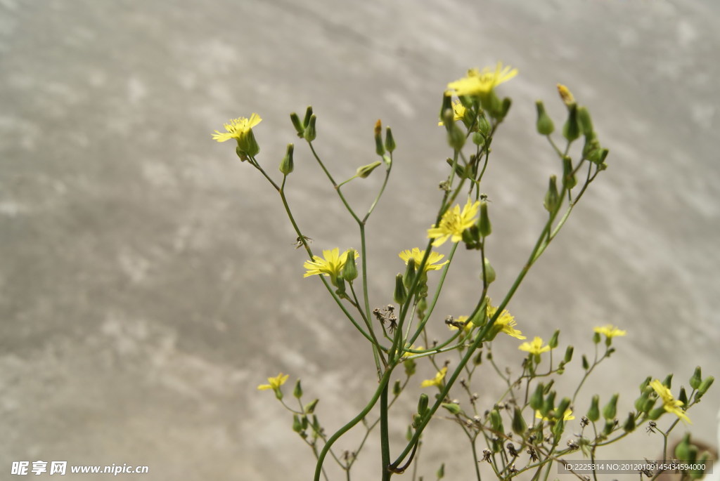 小花 野菊花