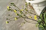 小花 野菊花