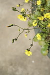 小花 野菊花