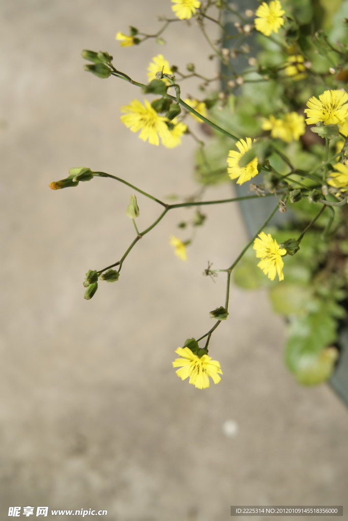 小花 野菊花
