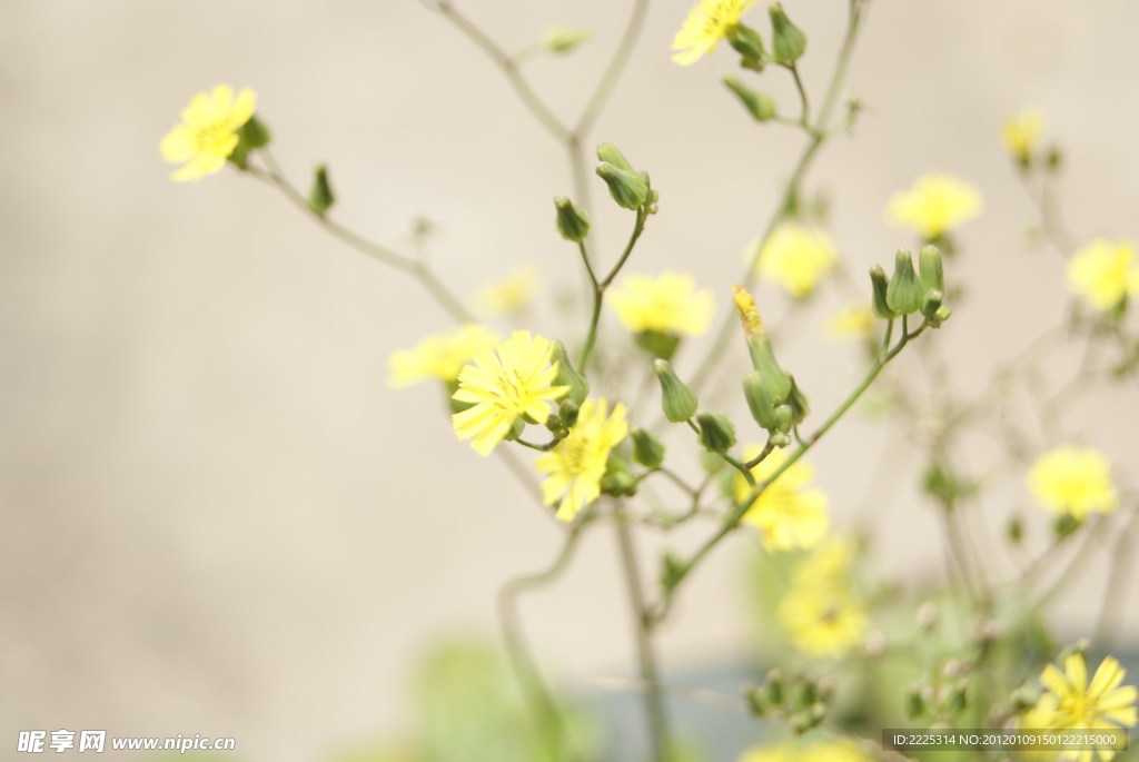 小花 野菊花