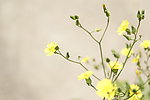 小花 野菊花