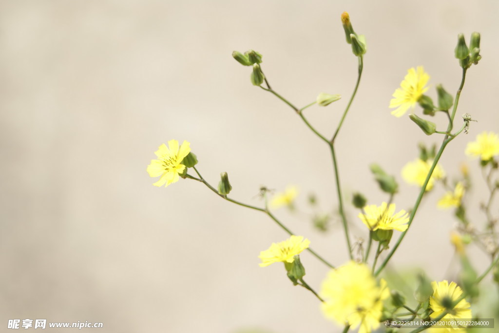 小花 野菊花