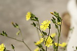 小花 野菊花