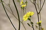 小花 野菊花