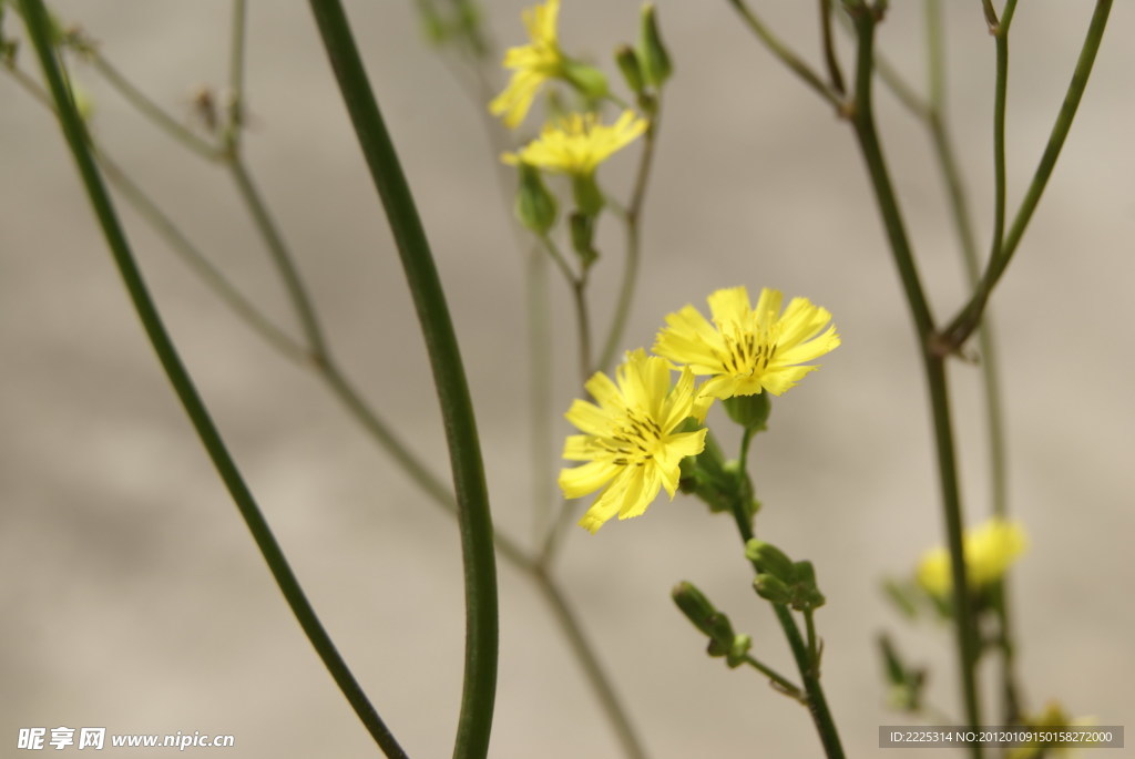 小花 野菊花