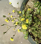 小花 野菊花