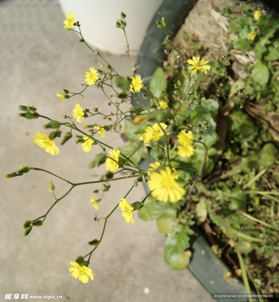小花 野菊花