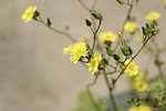 小花 野菊花