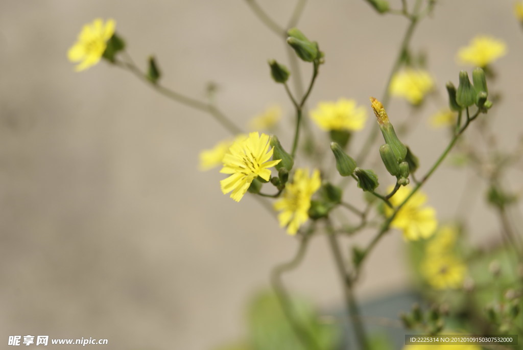 小花 野菊花
