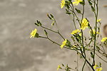 小花 野菊花