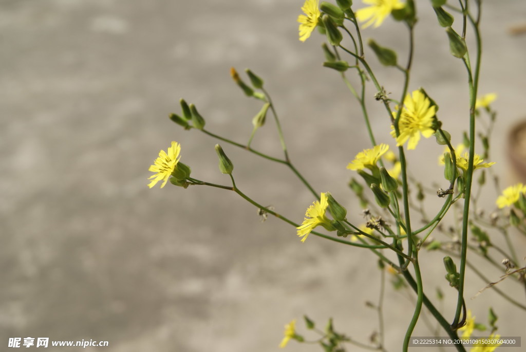 小花 野菊花