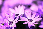 紫色菊花