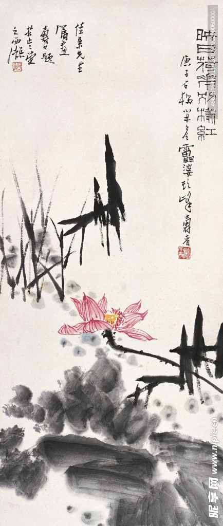 荷花
