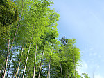 竹林