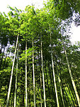 竹林