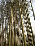 竹林