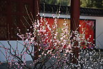 梅花