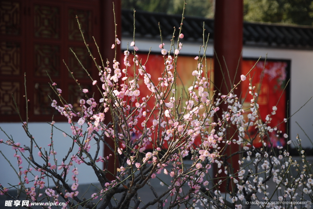 梅花