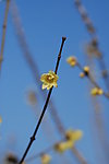 腊梅花